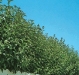 Ligustrum ovalifolium 